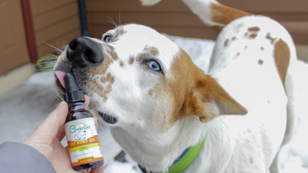 How to Choose the Right CBD Oil For Dogs