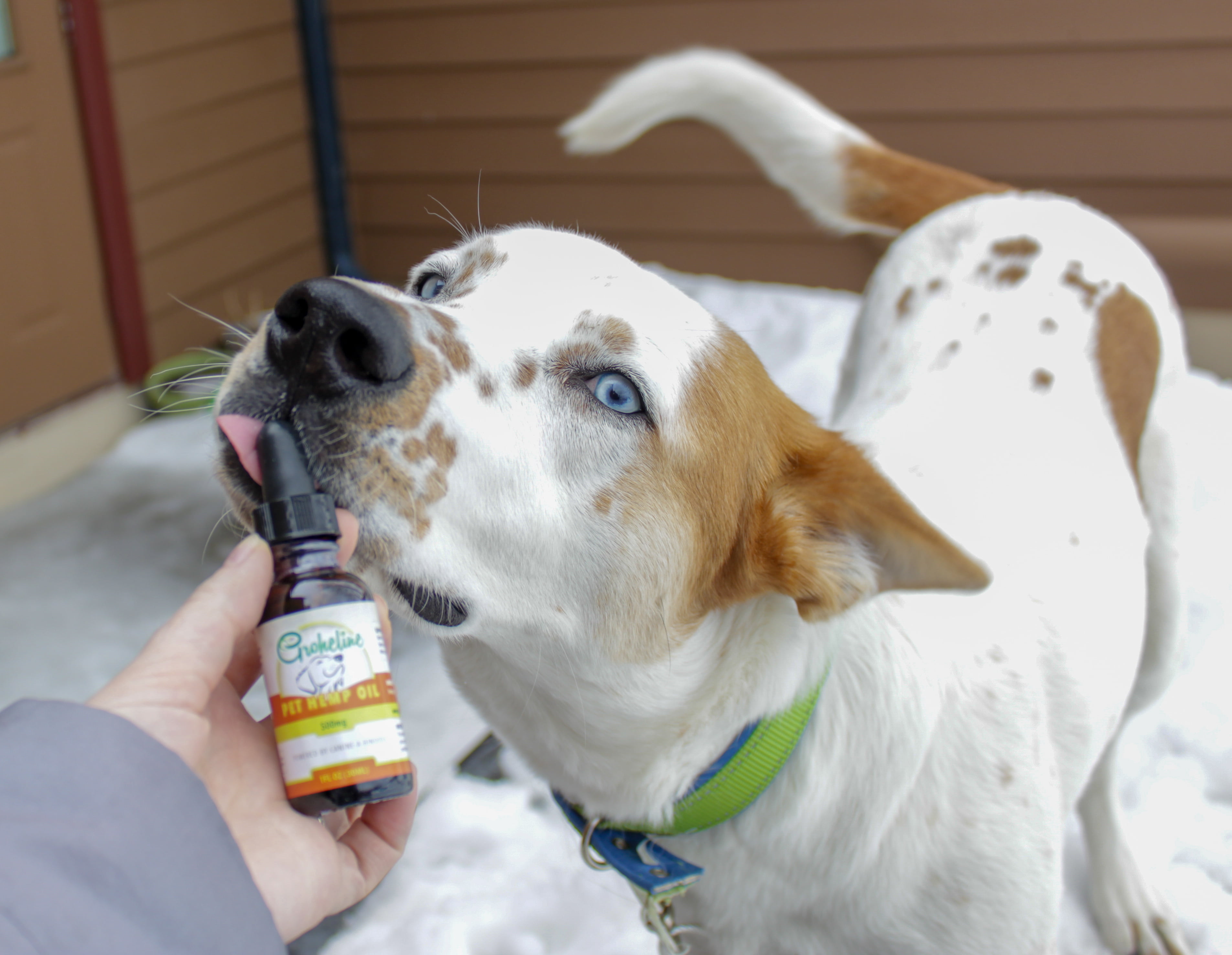 How to Choose the Right CBD Oil For Dogs