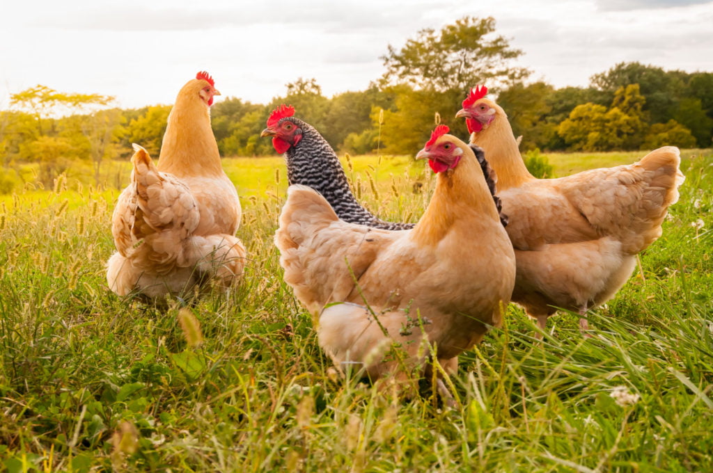 Chicken Coop vs Free Range: Which Is Better?