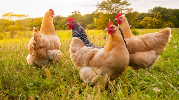 Chicken Coop vs Free Range: Which Is Better?
