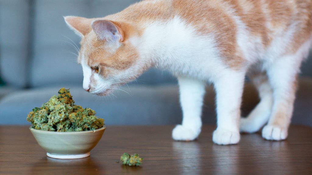 CBD Oil Pet Products for Cats