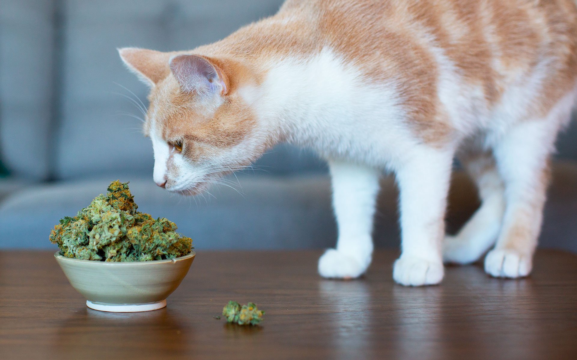 CBD Oil Pet Products for Cats