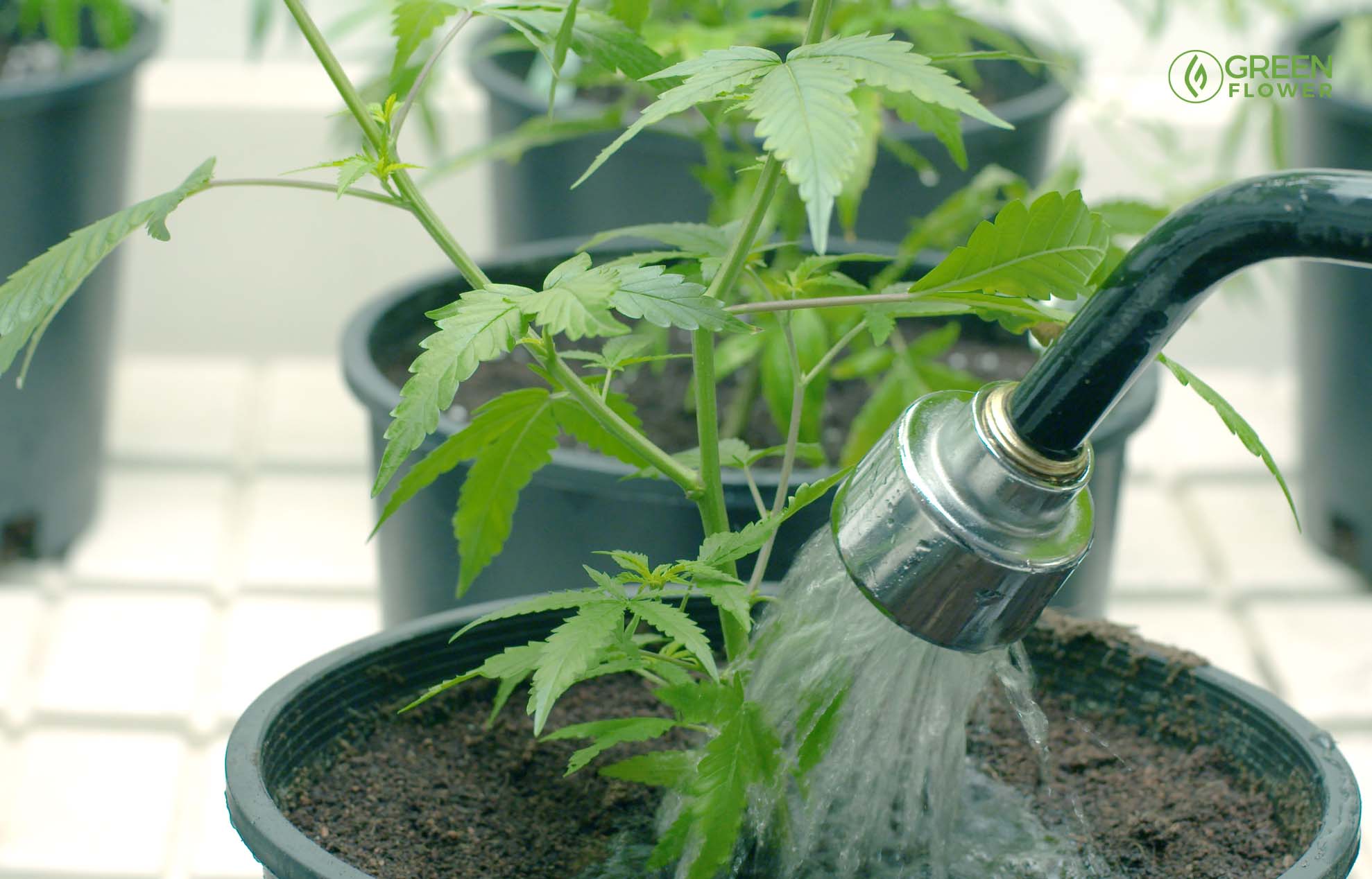 Mistakes To Avoid When Growing Cannabis