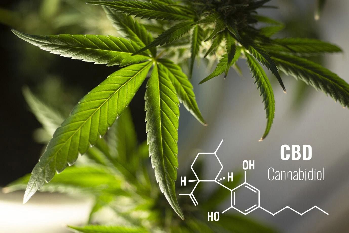 Online CBD Shopping: Common Mistakes and How to Avoid Them