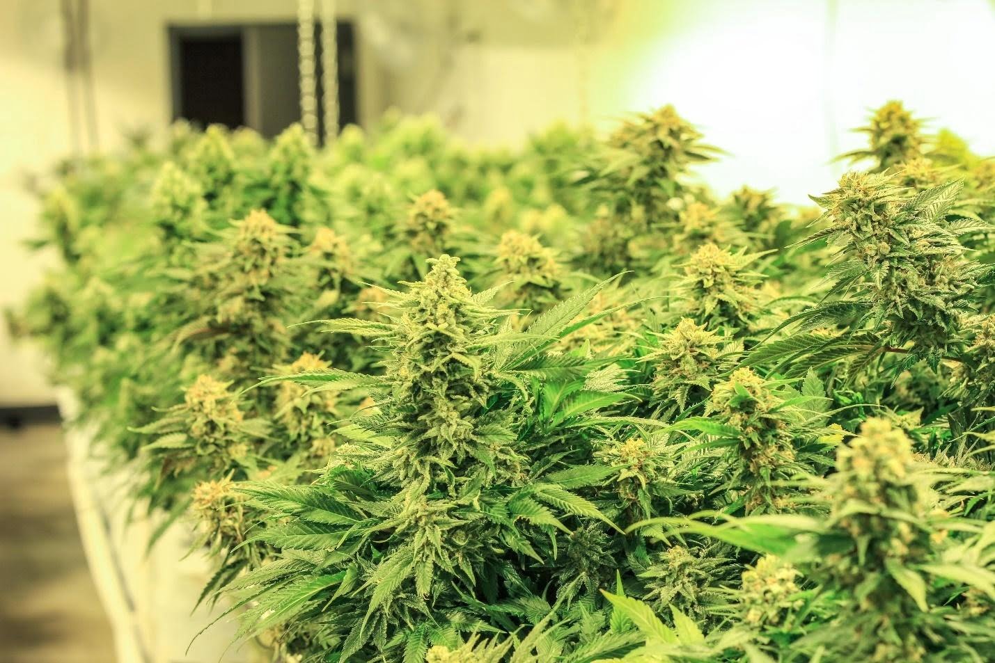The Importance of Potency in Marijuana and Finding the Right Seeds to Grow