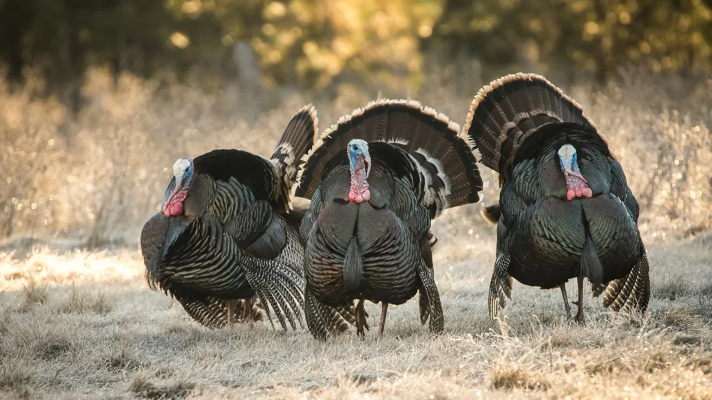 The Beginner's Bird-Bagging Guide: What You Need To Know To Hunt Turkey